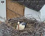 Capi_Dubne_20260511_060002.jpg