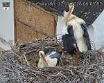 Capi_Dubne_20260511_060503.jpg