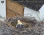 Capi_Dubne_20260511_062502.jpg
