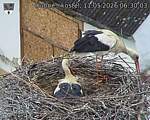Capi_Dubne_20260511_063003.jpg