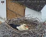Capi_Dubne_20260511_064504.jpg