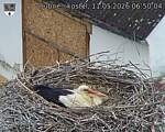 Capi_Dubne_20260511_065004.jpg