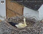 Capi_Dubne_20260511_065503.jpg