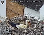 Capi_Dubne_20260511_070003.jpg