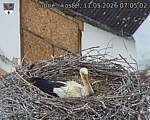 Capi_Dubne_20260511_070502.jpg