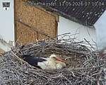 Capi_Dubne_20260511_071004.jpg