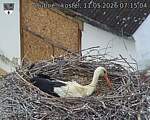 Capi_Dubne_20260511_071504.jpg