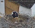 Capi_Dubne_20260511_072504.jpg