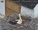 Capi_Dubne_20260511_073004.jpg