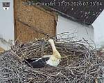 Capi_Dubne_20260511_073504.jpg