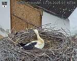 Capi_Dubne_20260511_074004.jpg