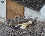 Capi_Dubne_20260511_074502.jpg