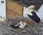 Capi_Dubne_20260511_075502.jpg