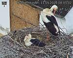 Capi_Dubne_20260511_080502.jpg
