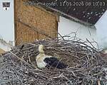 Capi_Dubne_20260511_081003.jpg