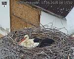 Capi_Dubne_20260511_081502.jpg