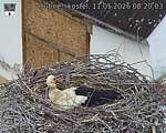 Capi_Dubne_20260511_082003.jpg