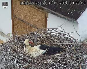 Capi_Dubne_20260511_082003.jpg (1350&nbsp;x&nbsp;1080)