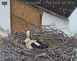 Capi_Dubne_20260511_083003.jpg