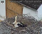 Capi_Dubne_20260511_084004.jpg