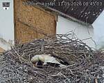 Capi_Dubne_20260511_084503.jpg