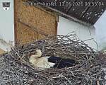 Capi_Dubne_20260511_085504.jpg
