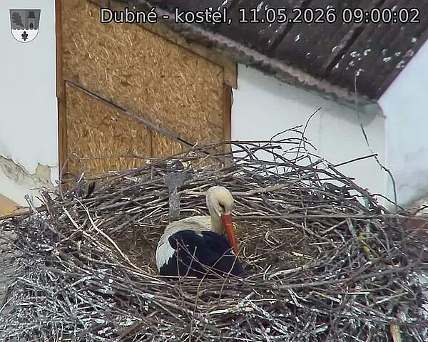 Capi_Dubne_20260511_090002.jpg (1350&nbsp;x&nbsp;1080)