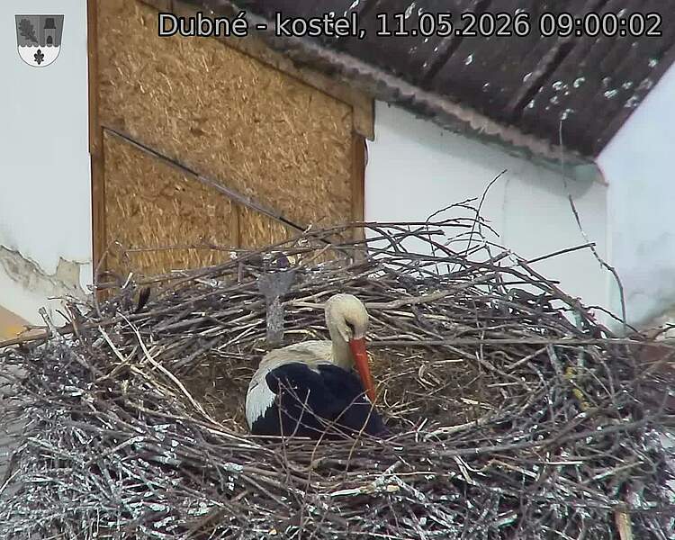 Capi_Dubne_20260511_090002.jpg (1350&nbsp;x&nbsp;1080)