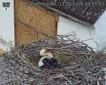 Capi_Dubne_20260511_090503.jpg