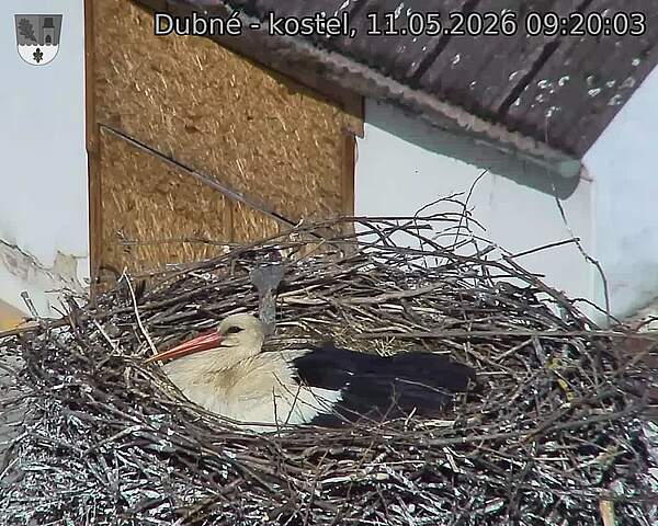 Capi_Dubne_20260511_092003.jpg (1350&nbsp;x&nbsp;1080)