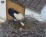 Capi_Dubne_20260511_102504.jpg