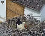 Capi_Dubne_20260511_104503.jpg