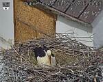 Capi_Dubne_20260511_110003.jpg