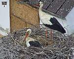Capi_Dubne_20260511_112003.jpg