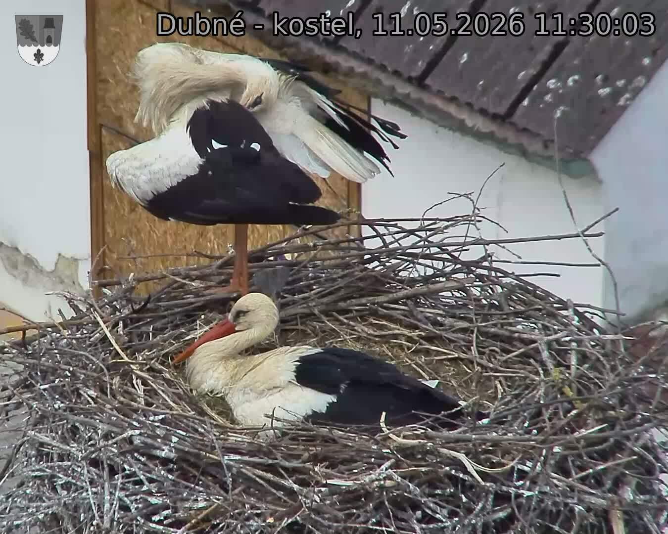 Capi_Dubne_20260511_113003.jpg (1350&nbsp;x&nbsp;1080)