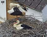 Capi_Dubne_20260511_113003.jpg