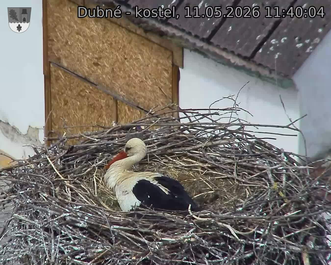 Capi_Dubne_20260511_114005.jpg (1350&nbsp;x&nbsp;1080)