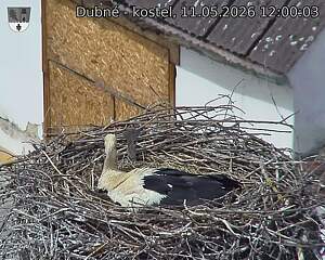 Capi_Dubne_20260511_120003.jpg (1350&nbsp;x&nbsp;1080)