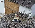 Capi_Dubne_20260511_130003.jpg
