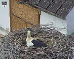 Capi_Dubne_20260511_132504.jpg