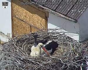 Capi_Dubne_20260511_134502.jpg (1350&nbsp;x&nbsp;1080)