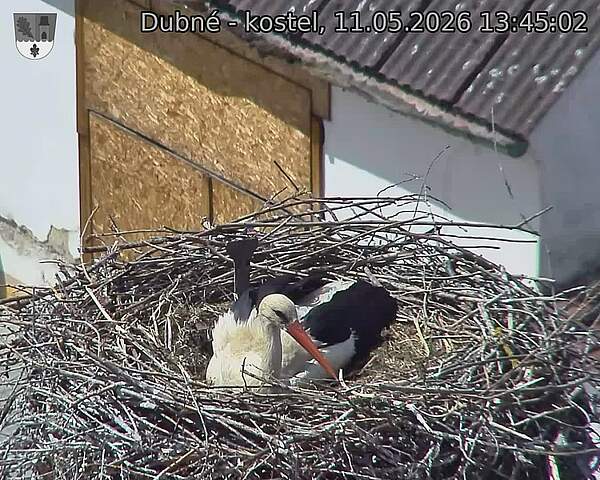 Capi_Dubne_20260511_134502.jpg (1350&nbsp;x&nbsp;1080)