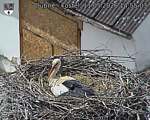 Capi_Dubne_20260511_145503.jpg