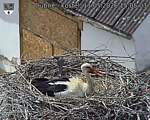 Capi_Dubne_20260511_150503.jpg