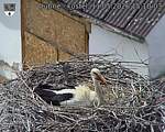 Capi_Dubne_20260511_151003.jpg