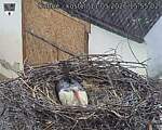 Capi_Dubne_20260511_155502.jpg