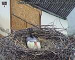 Capi_Dubne_20260511_160003.jpg