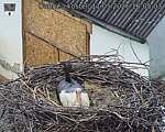 Capi_Dubne_20260511_160503.jpg