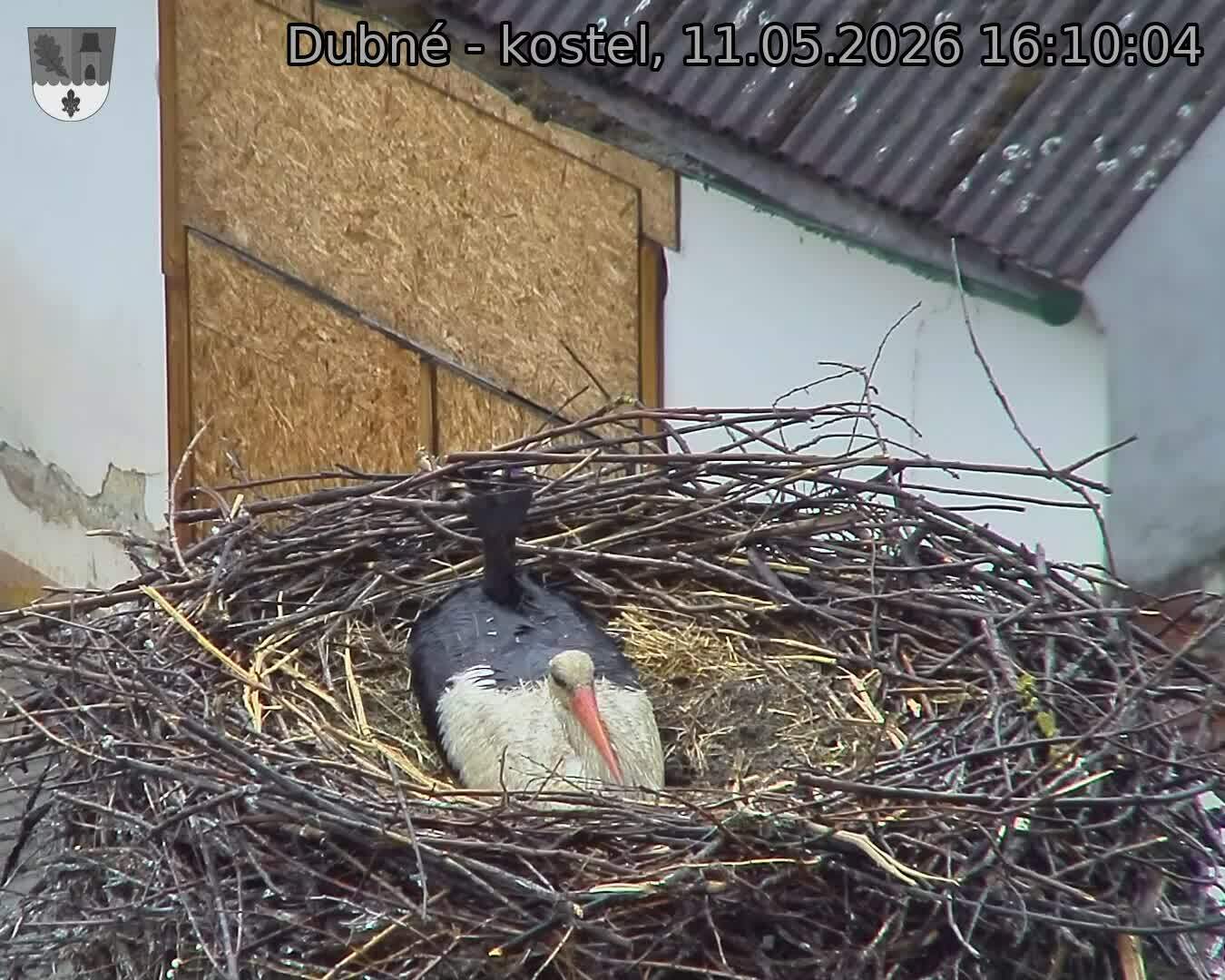 Capi_Dubne_20260511_161004.jpg (1350&nbsp;x&nbsp;1080)