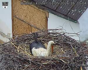 Capi_Dubne_20260511_162004.jpg (1350&nbsp;x&nbsp;1080)